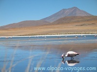 Altiplano, Puna Argentina