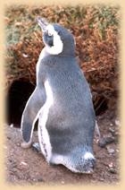 pinguino, Patagonia, Peninsula de Valdes